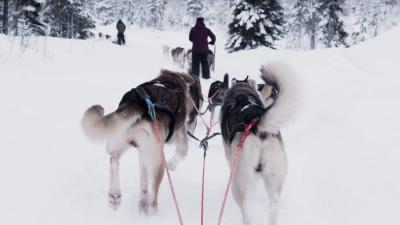 sleddog passo del tonale